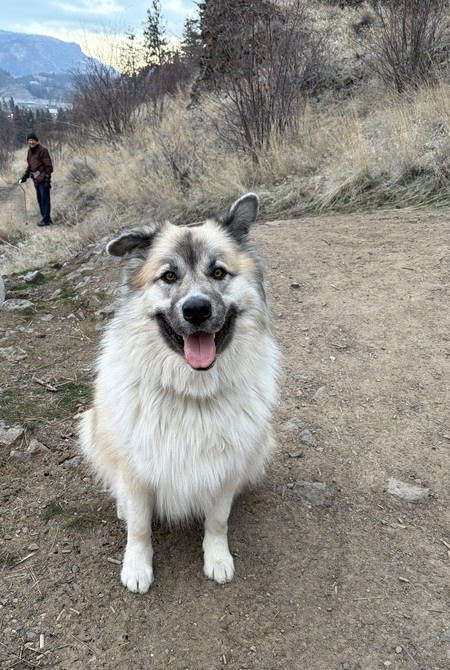 Entry image for Micco. Clicking this image will show a larger photo