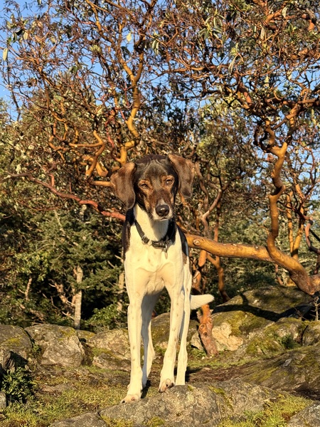 Entry image for Gus. Clicking this image will show a larger photo