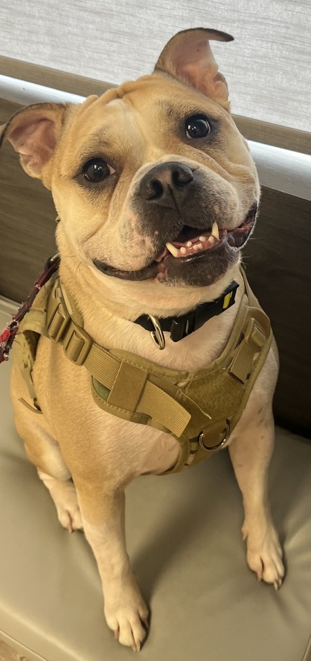 Entry image for Dozer. Clicking this image will show a larger photo