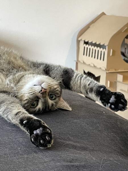 Entry image for Miso. Clicking this image will show a larger photo