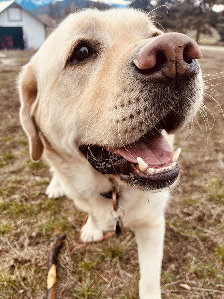 Entry image for Chester . Clicking this image will show a larger photo