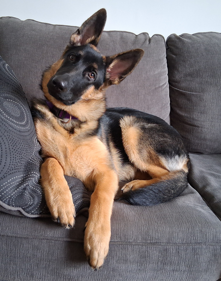 Entry image for Cooper. Clicking this image will show a larger photo