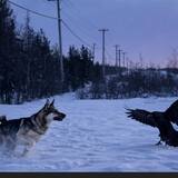 Entry image for Bandit 