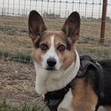 Entry image for Oliver