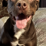 Entry image for Chanel 