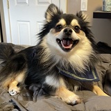 Entry image for Oliver