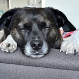 Entry image for Rocket