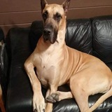 Entry image for Fergus