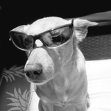 Entry image for Piper