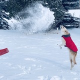 Entry image for Ellie