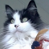 Entry image for Zodiac