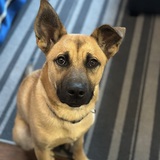 Entry image for Koda 