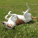 Entry image for Sadie 