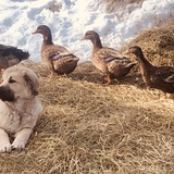 Entry image for Tashi Delek 