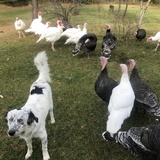 Entry image for Céilí (Kaylee)