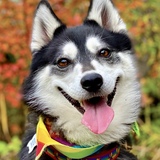 Entry image for Bowie 