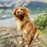 Entry image for Selkie