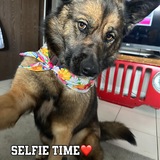 Entry image for Bear