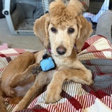 Entry image for RILEY