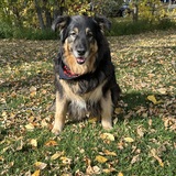 Entry image for Maple