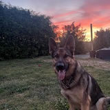 Entry image for Harvey