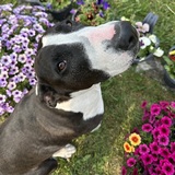 Entry image for Sprocket 