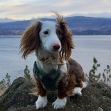 Entry image for Snoopy