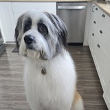 Entry image for Bernie