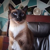 Entry image for Beans