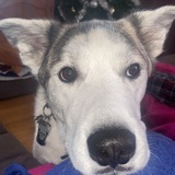 Entry image for Mccree