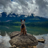 Entry image for Foxy