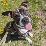 Entry image for Frankie