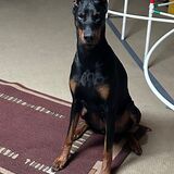 Entry image for Bruno 