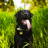 Entry image for Abby