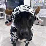 Entry image for Kona