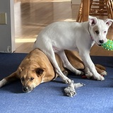 Entry image for Stella & Pearl