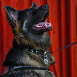 Entry image for Reno