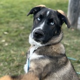 Entry image for Nova