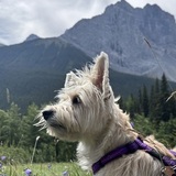 Entry image for Gemma