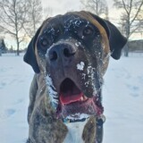 Entry image for Meatball