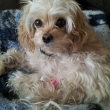 Entry image for Tuffy