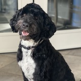 Entry image for Sammy