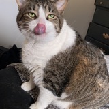 Entry image for Beanie