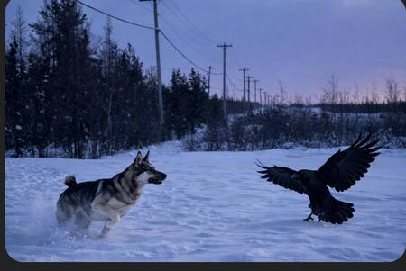 Entry image for Bandit . Clicking this image will show a larger photo