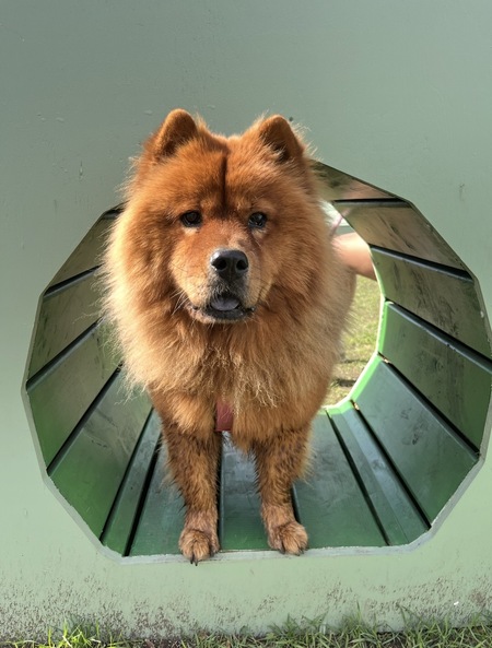 Entry image for Koa. Clicking this image will show a larger photo