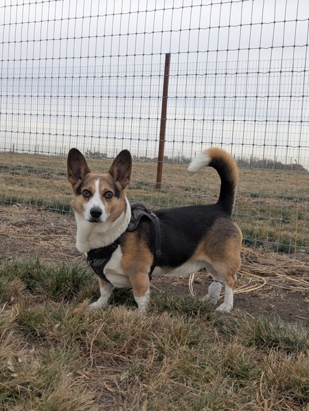 Entry image for Oliver. Clicking this image will show a larger photo