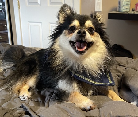 Entry image for Oliver. Clicking this image will show a larger photo