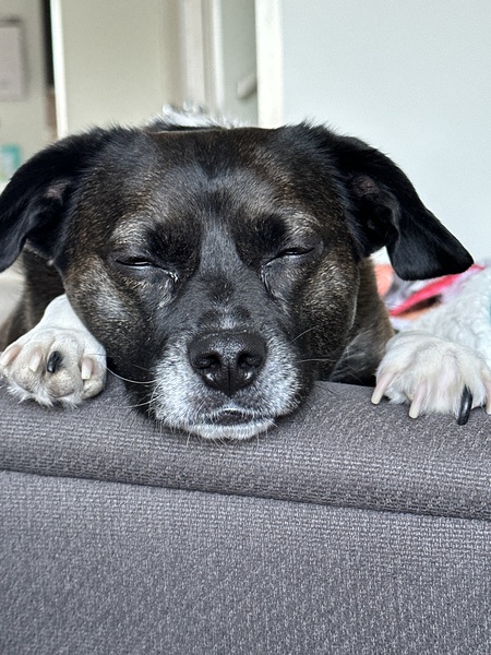 Entry image for Rocket. Clicking this image will show a larger photo