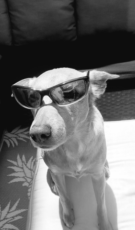 Entry image for Piper. Clicking this image will show a larger photo