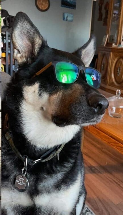 Entry image for Winston. Clicking this image will show a larger photo